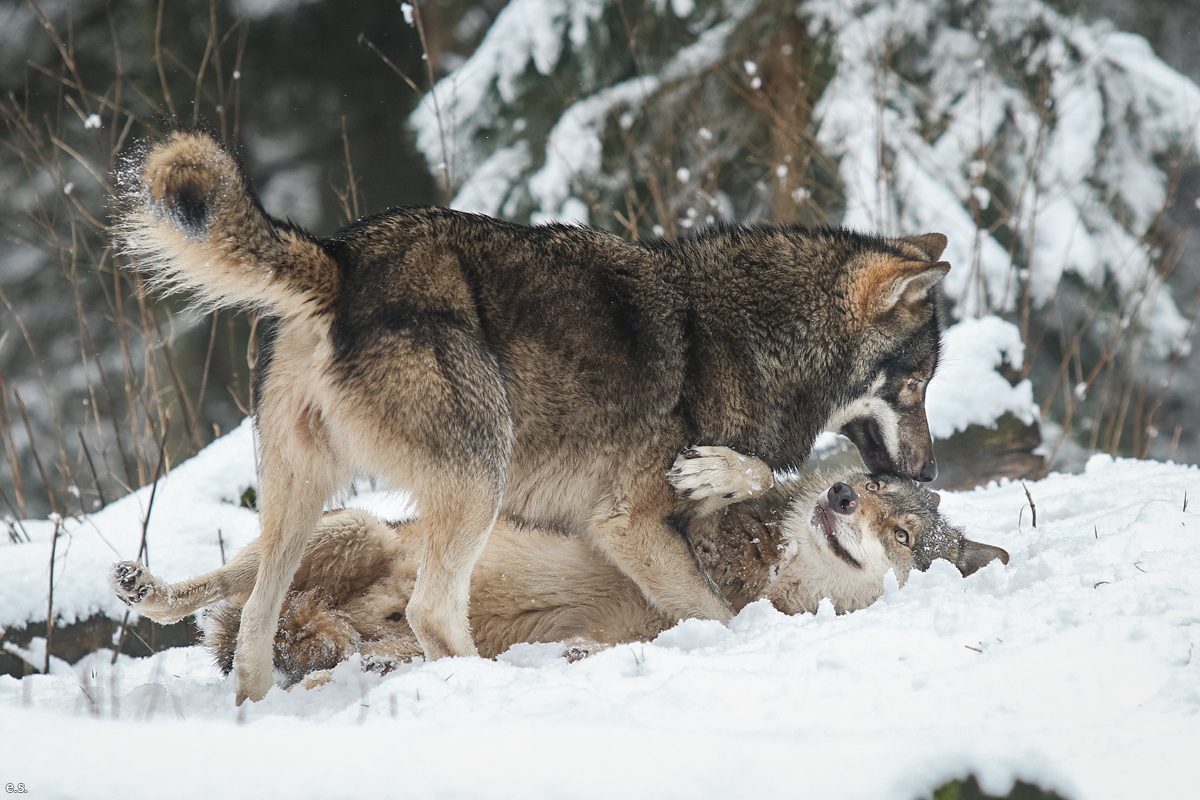 Eekholt1601Elli_Boys-04