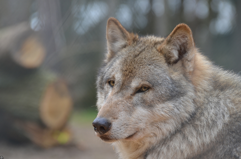 Lueneburg1107BineG_Lobo-01