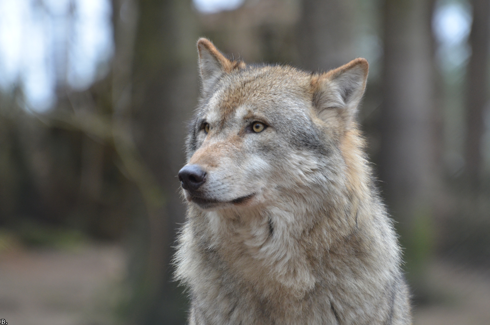 Lueneburg1107BineG_Lobo-04