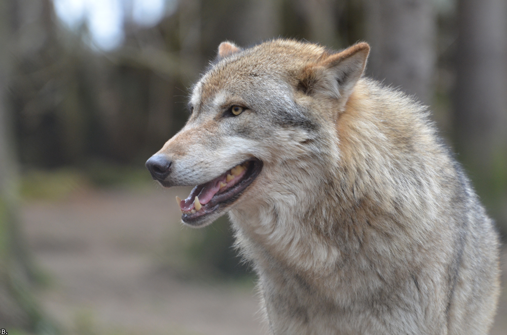 Lueneburg1107BineG_Lobo-05