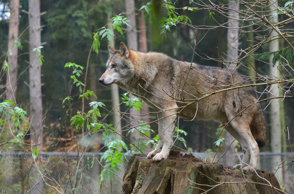 Lueneburg1107BineG_Lobo-06