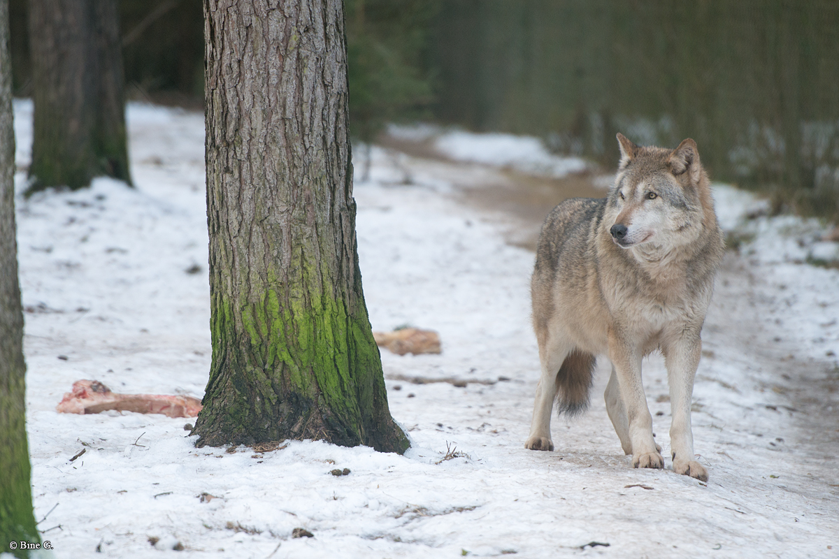Lueneburg1701BineG_Lobo-02