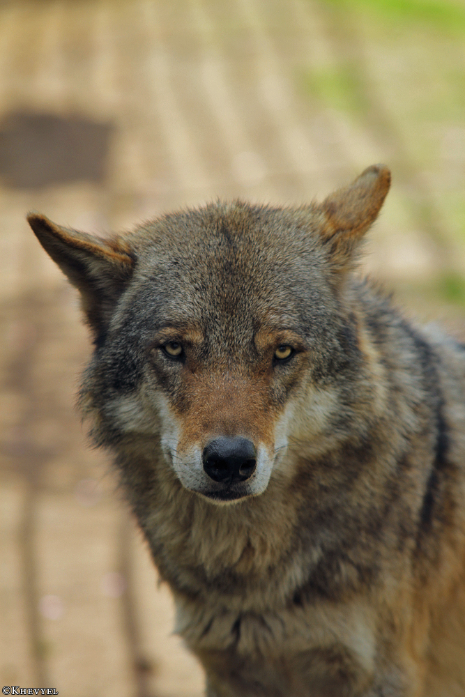 Nordhorn1305Kati_Remus-26