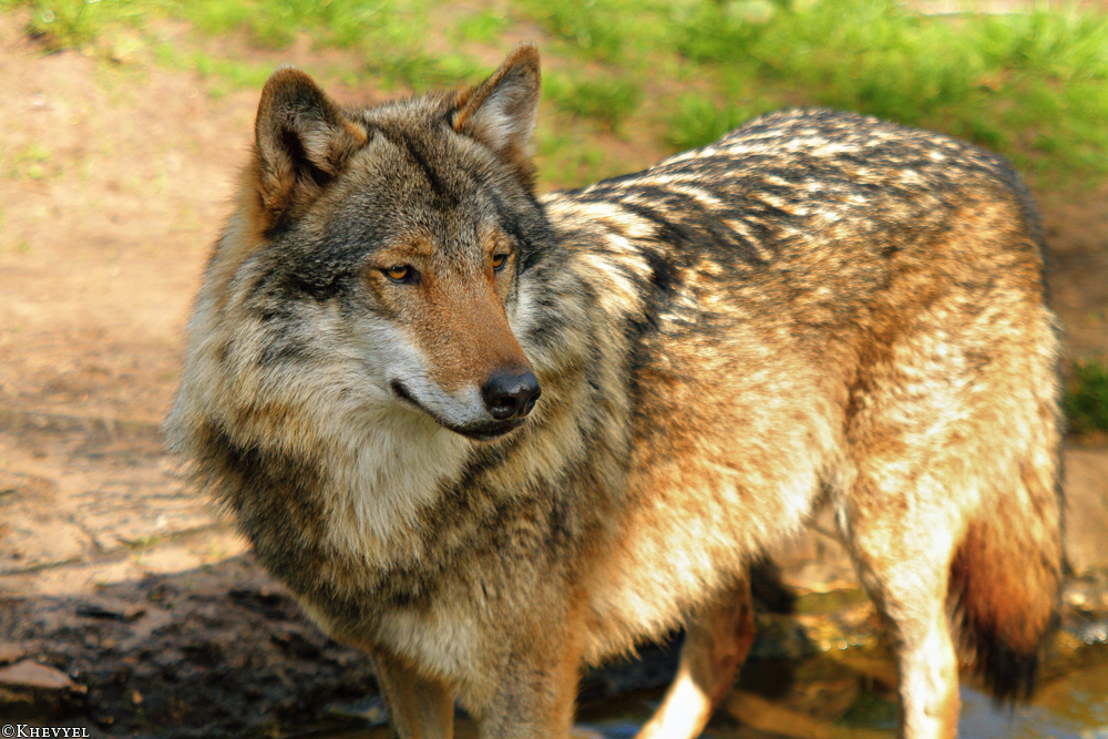 Nordhorn1305Kati_Romulus-21