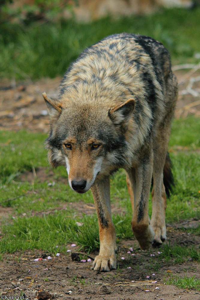 Nordhorn1305Kati_Romulus-31