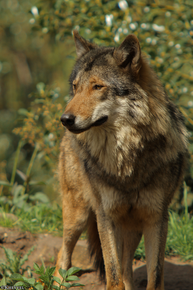 Nordhorn1305Kati_Romulus-48