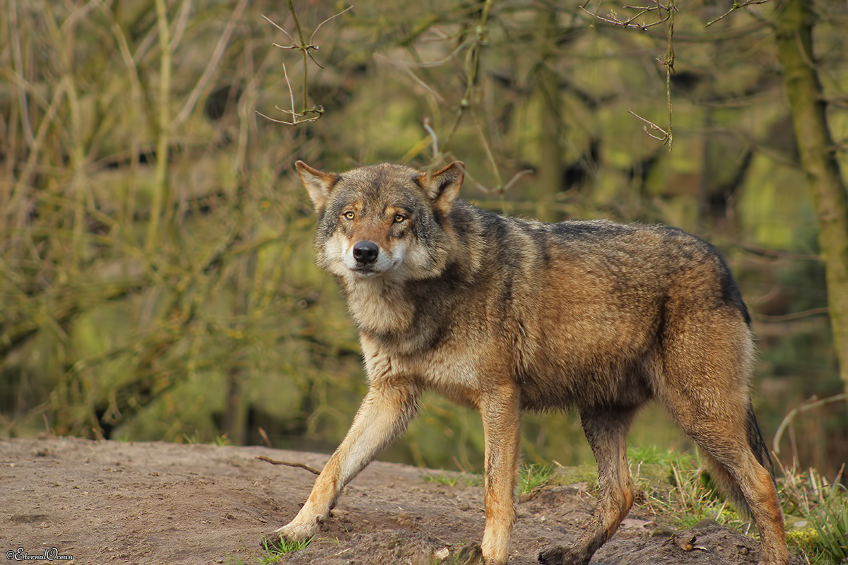 Nordhorn1402Jessi_Remus5