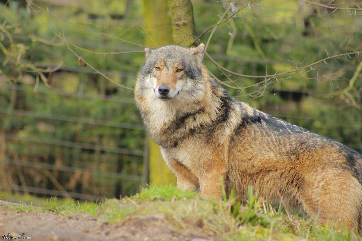 Nordhorn1402Jessi_Romulus-26