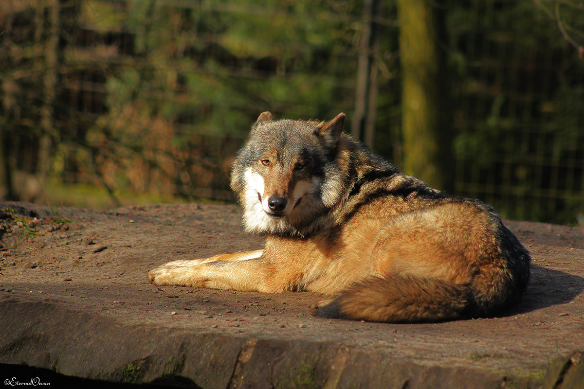 Nordhorn1402Jessi_Romulus-38