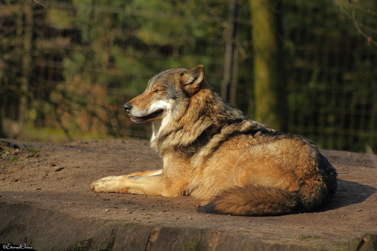Nordhorn1402Jessi_Romulus-39
