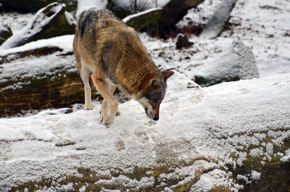 Springe1202BineG_All-04