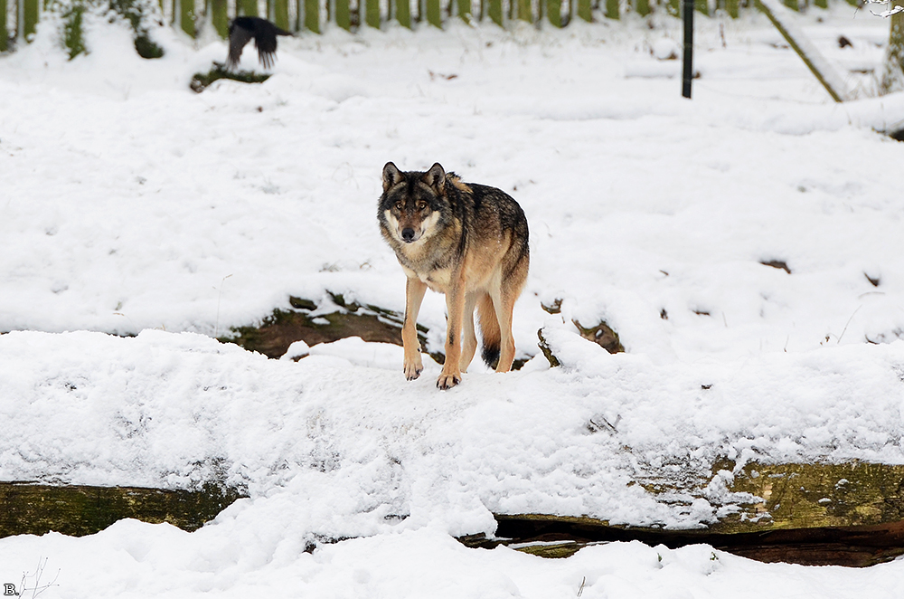 Springe1202BineG_Kojak-12