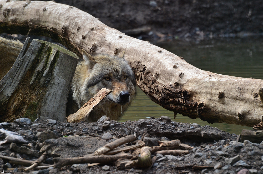 Verden1206BineG_All--20