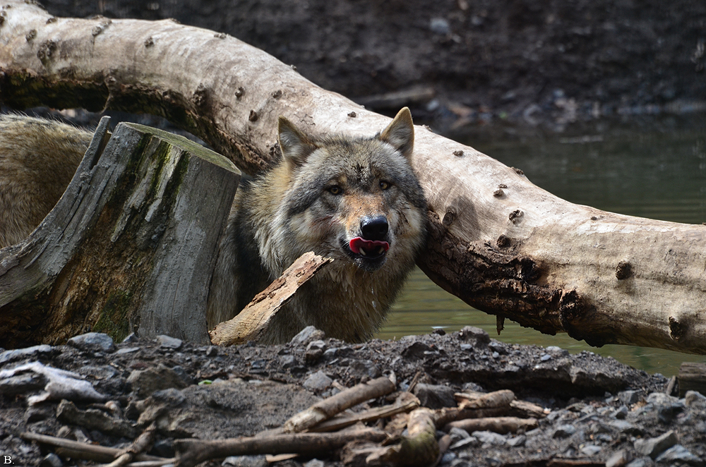 Verden1206BineG_All--21