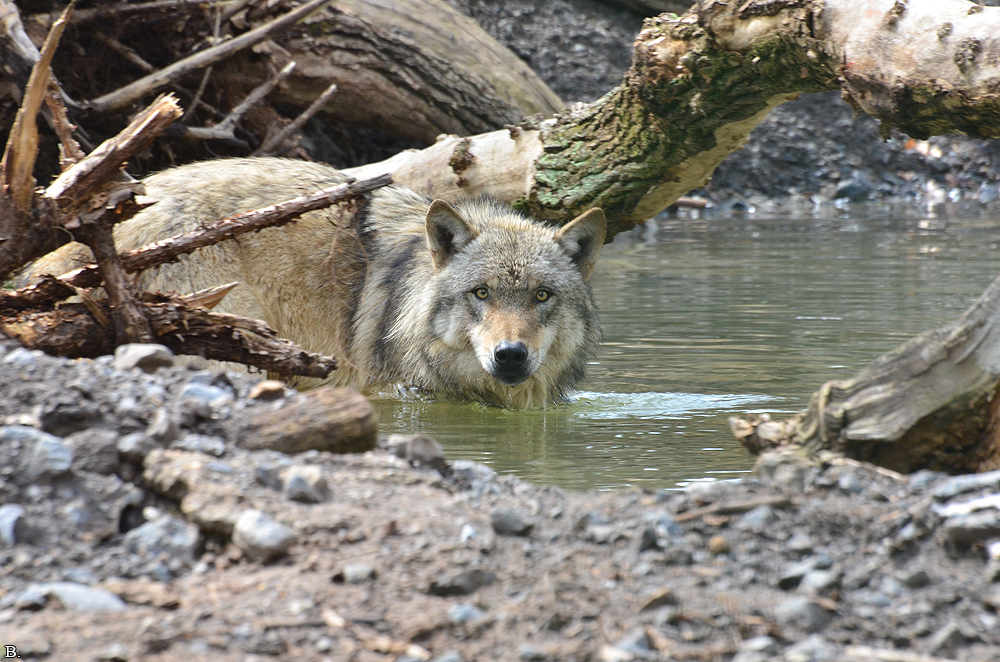 Verden1206BineG_All--23