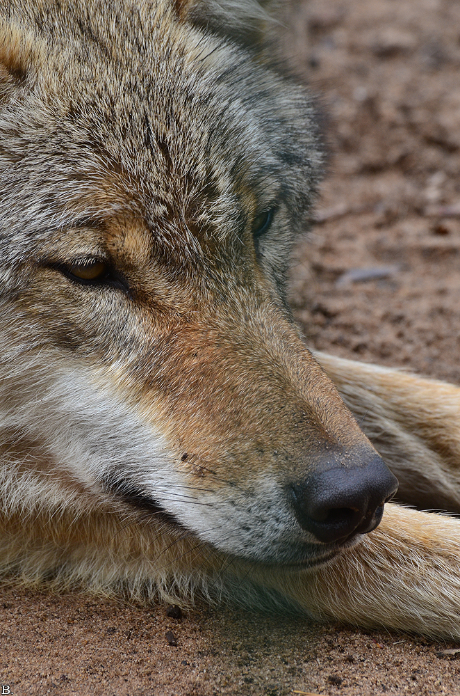 Verden1206BineG_All--27