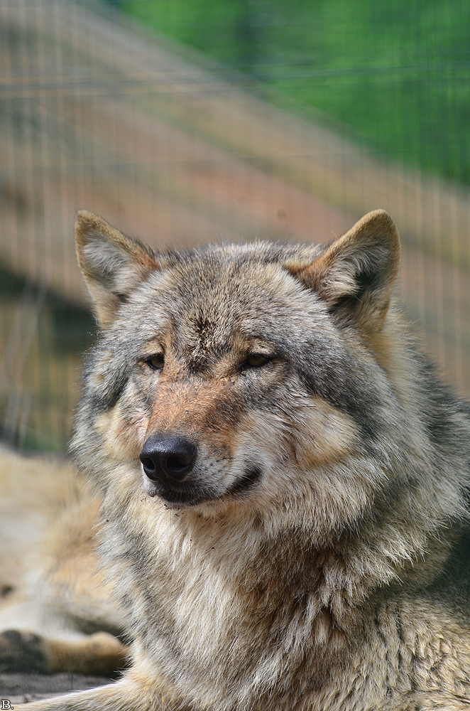 Verden1206BineG_Odin-05