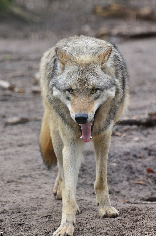 Verden1206BineG_Olomuk-09