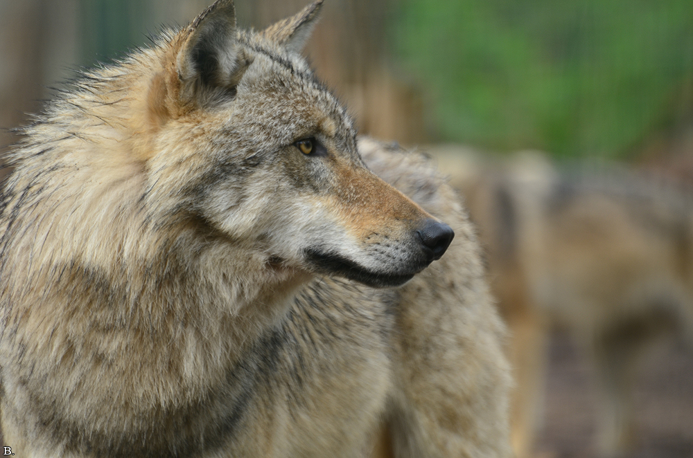 Verden1206BineG_Remo-04