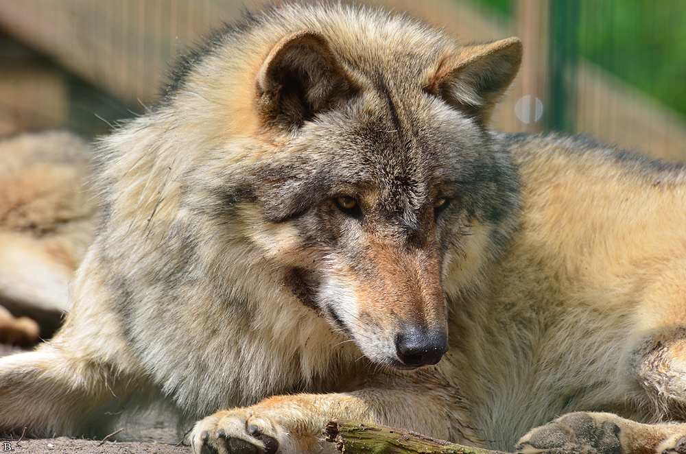 Verden1206BineG_Sirius-05