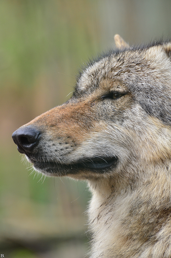 Verden1206BineG_Sirius-11