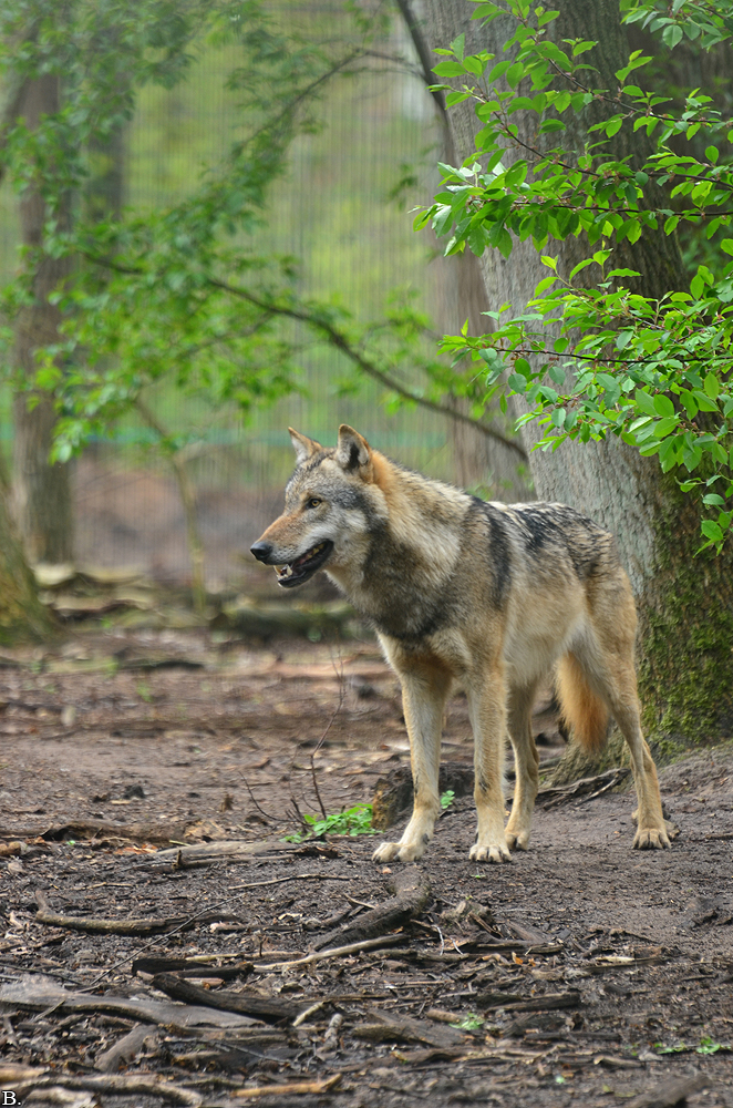 Verden1206BineG_Ylva-06