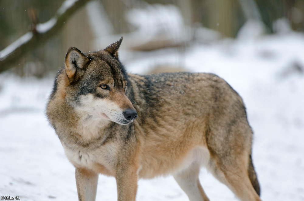 Verden1301BineG_Antoschka-06