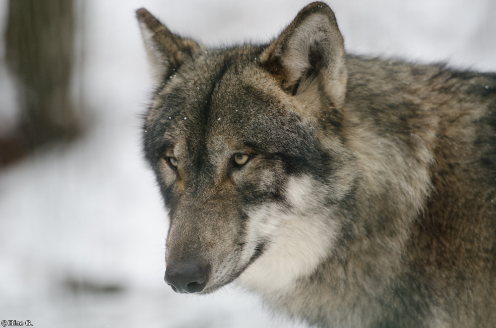 Verden1301BineG_Mitja-07