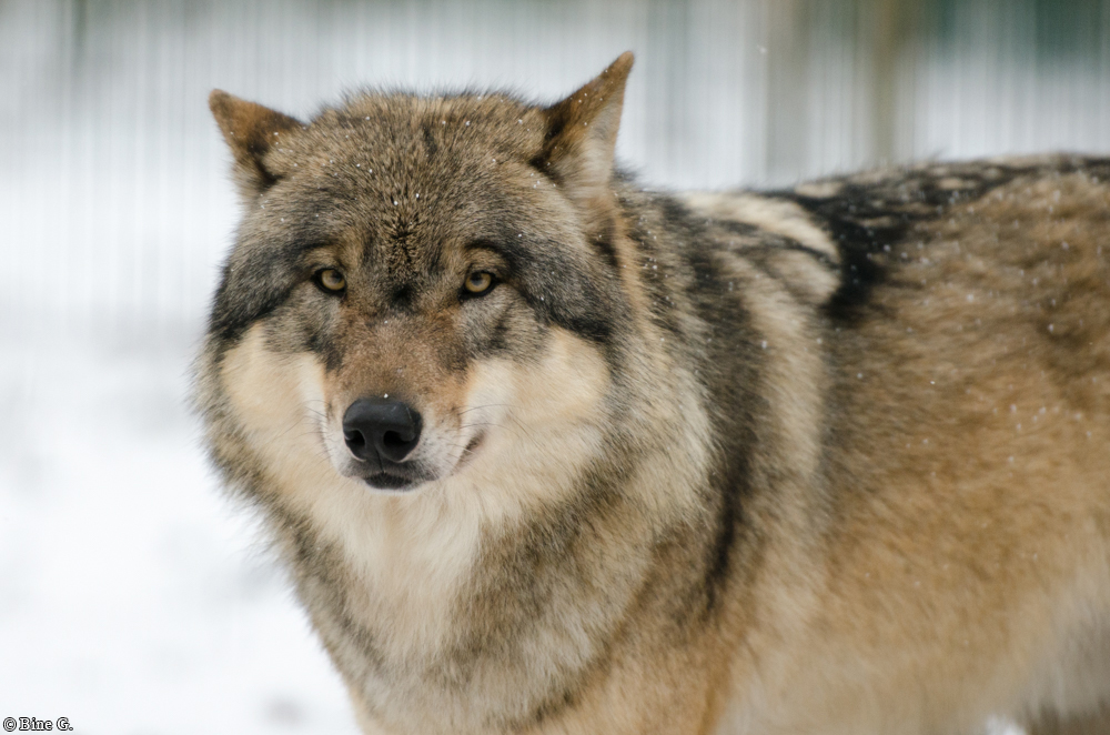 Verden1301BineG_Sirius-01