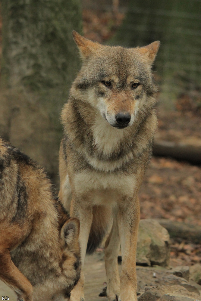 Osnabrueck1109Kati_Nakota-04