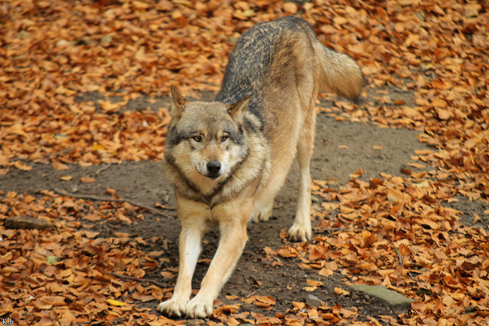 Osnabrueck1211Kati_Inesh-03