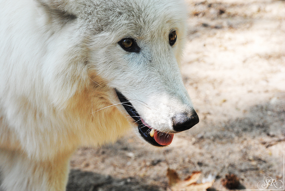 Sas_Auheim1104_Ayla-03