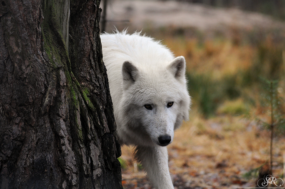 Sas_Auheim1112_Scott-13