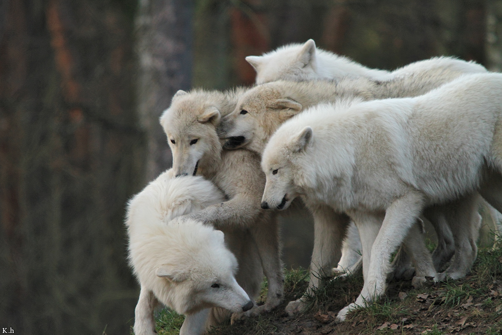 Wolf_Auh1112-All-01