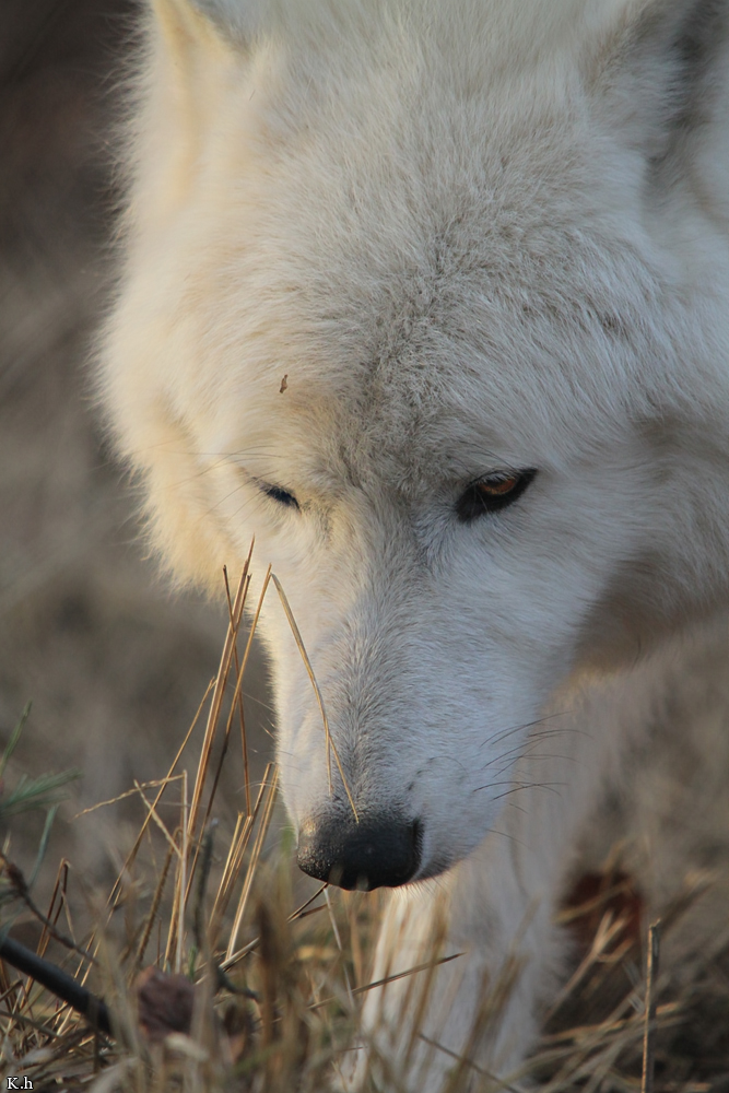 Wolf_Auh1112-Sco-02