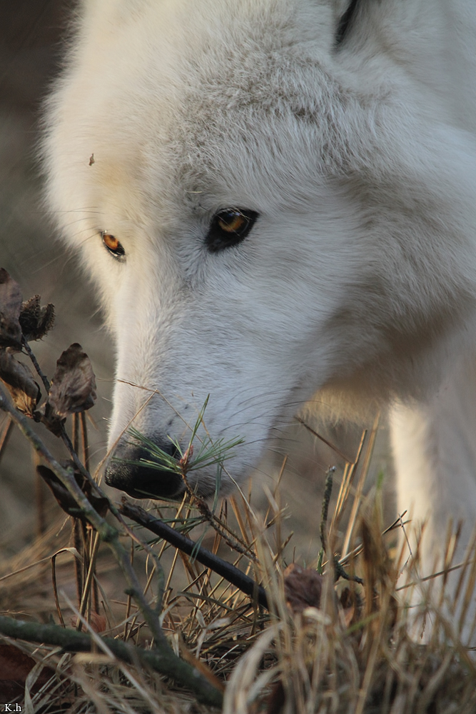 Wolf_Auh1112-Sco-03