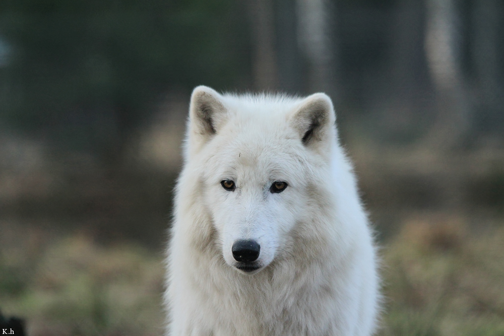 Wolf_Auh1112-Sco-04