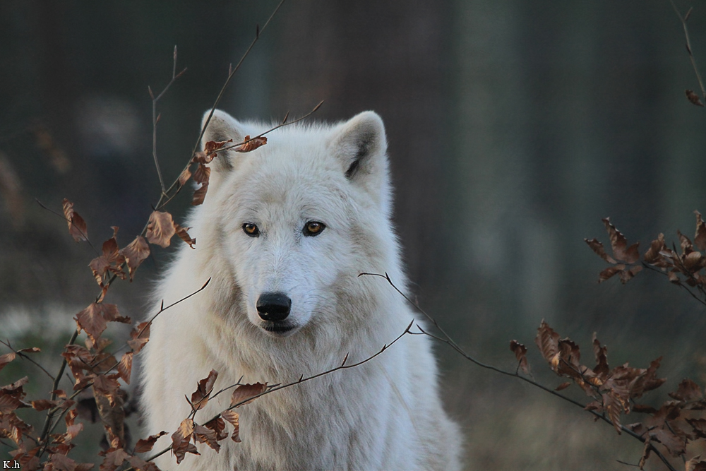 Wolf_Auh1112-Sco-05