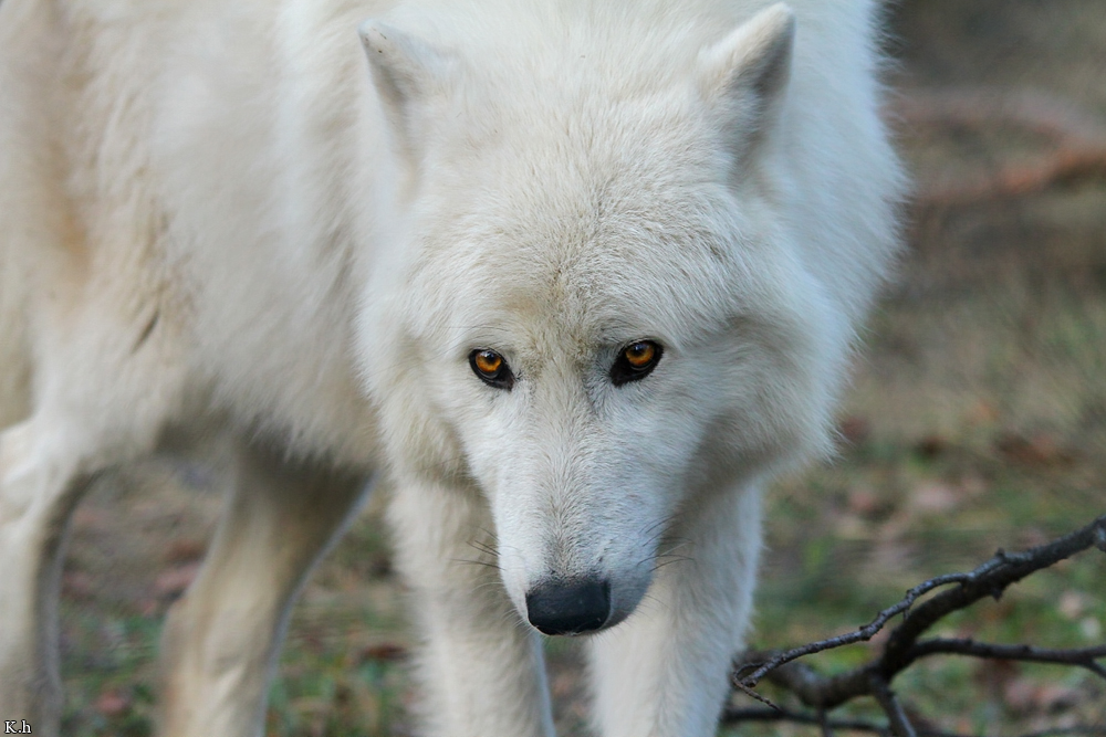Wolf_Auh1112-Sco-07
