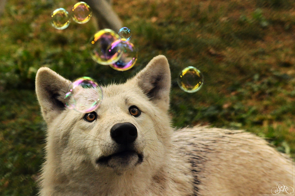 Sas_Auheim1210_Monja-04