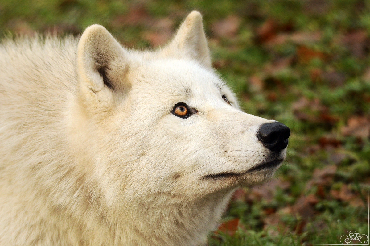 Sas_Auheim1212_Monja-24