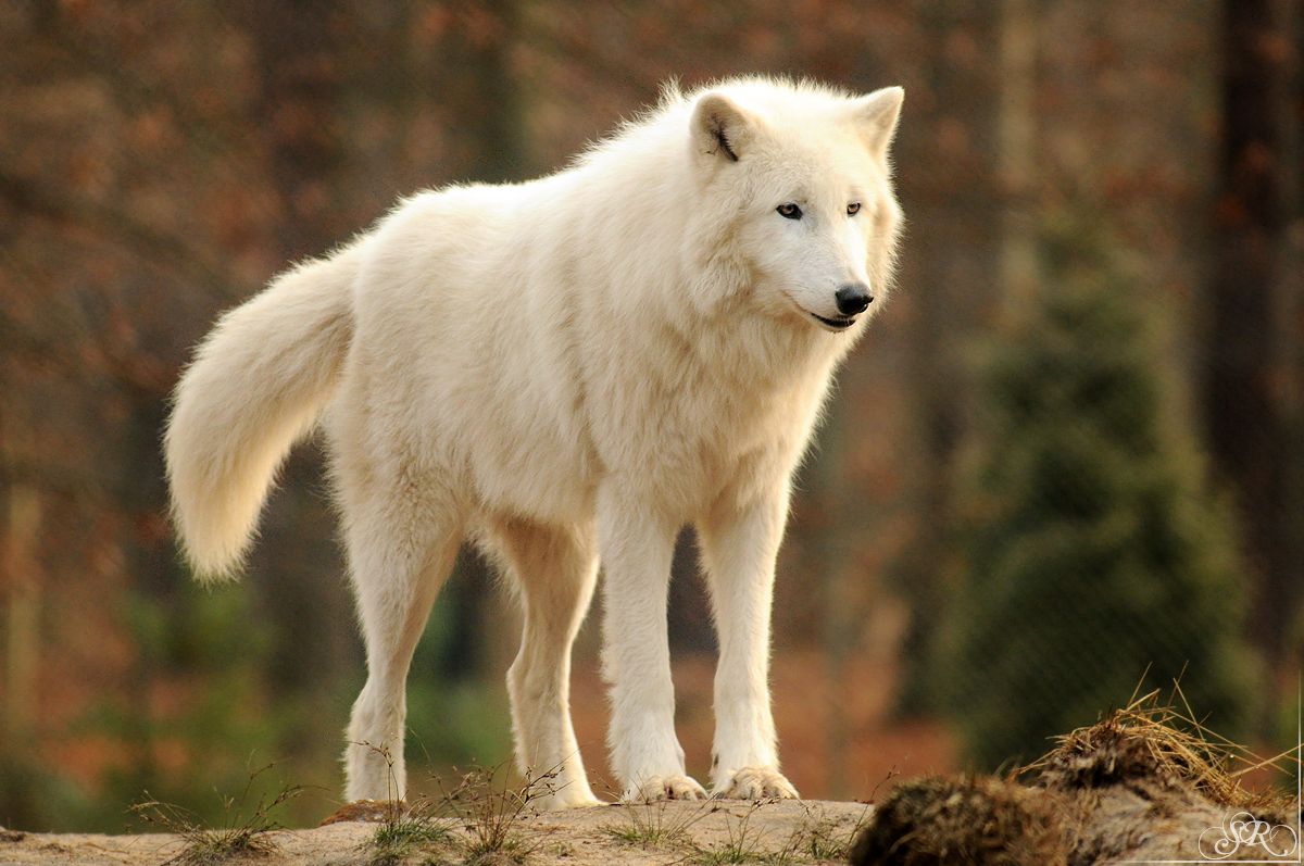 Sas_Auheim1212_Scott-07