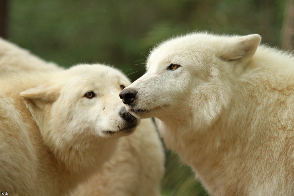 Wolf_Auh1209-All-01