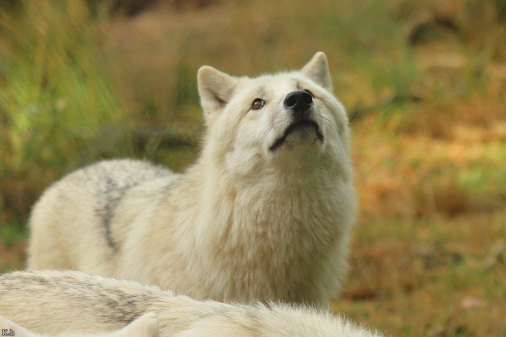 Wolf_Auh1209-Asl-18