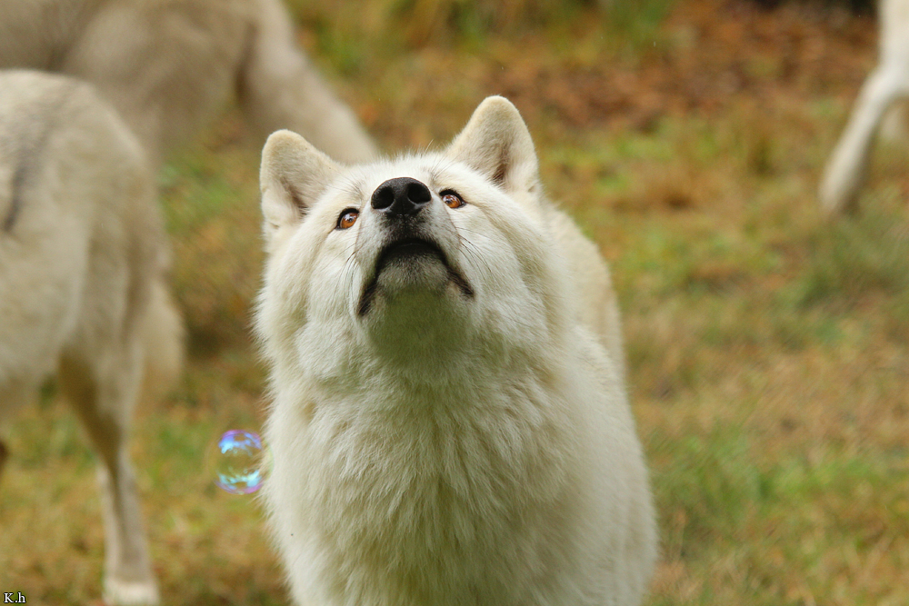 Wolf_Auh1209-Asl-21