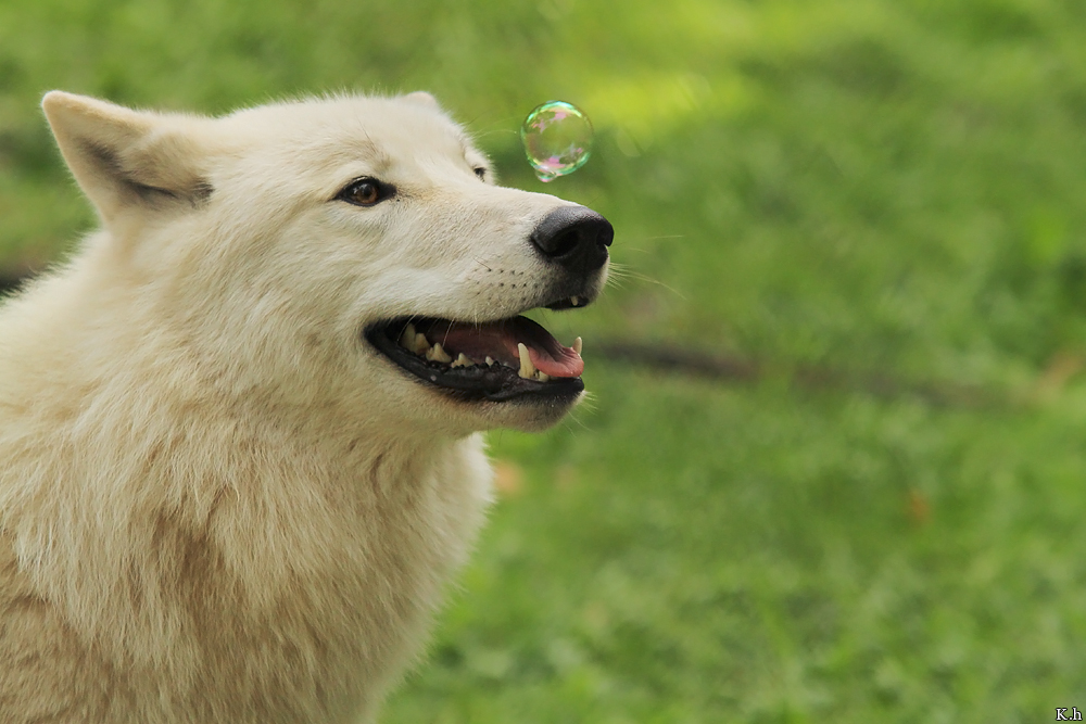 Wolf_Auh1209-Inu-03