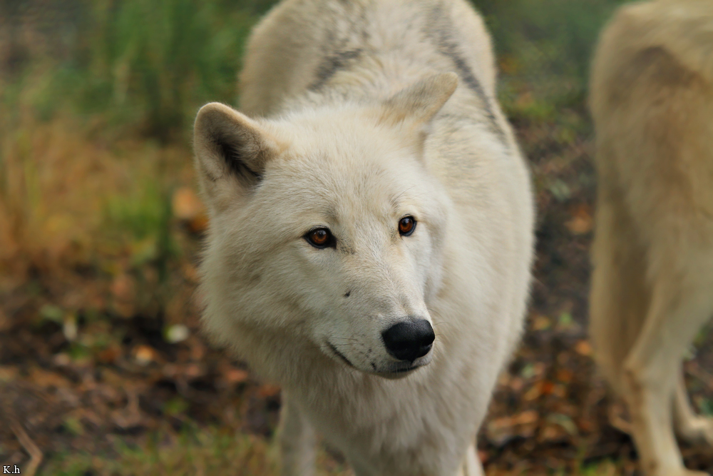 Wolf_Auh1209-Inu-18