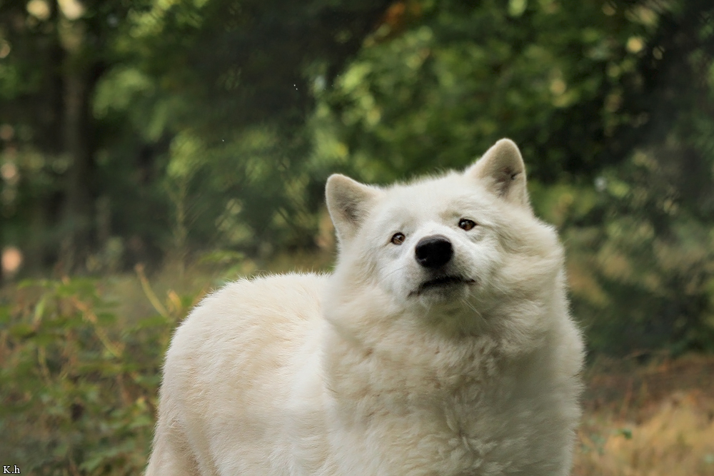 Wolf_Auh1209-Khan-07