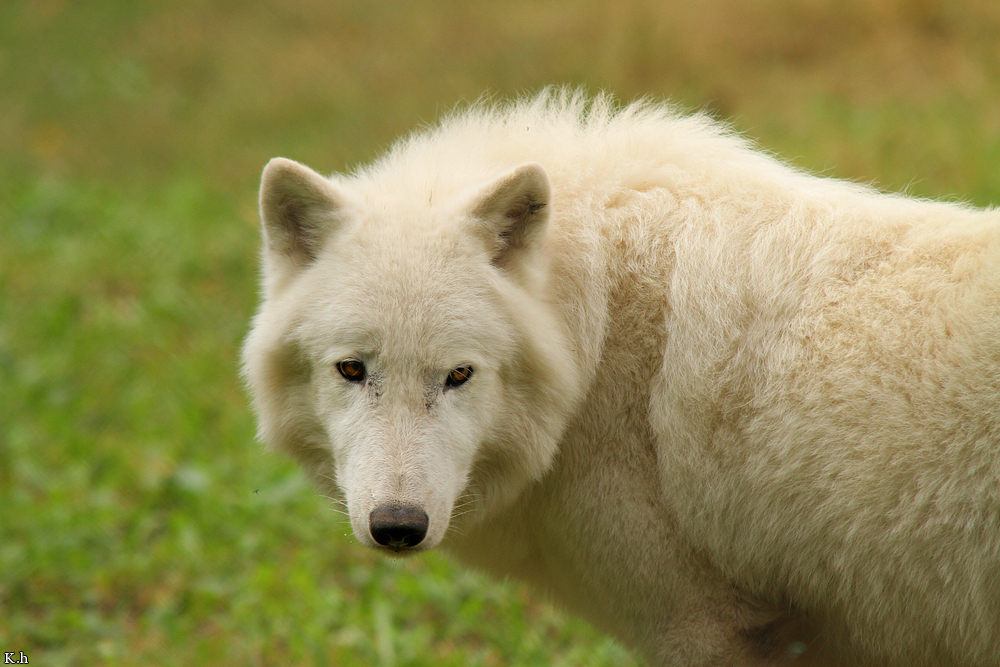 Wolf_Auh1209-Khan-14
