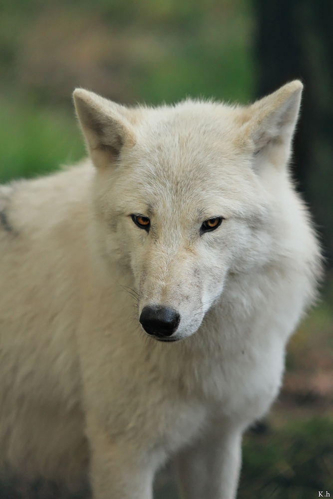 Wolf_Auh1209-Mon-04
